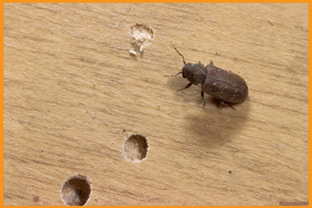 woodborer